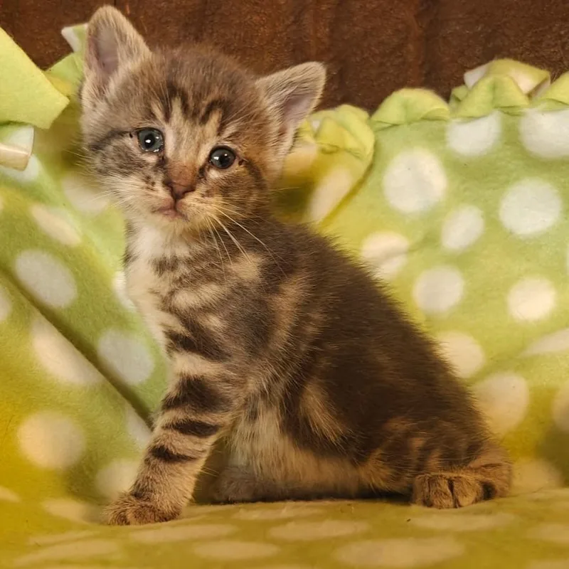 A baby small-sized female Brown / Chocolate Domestic Short Hair cat named Bloom C for adoption in Princeton, MN