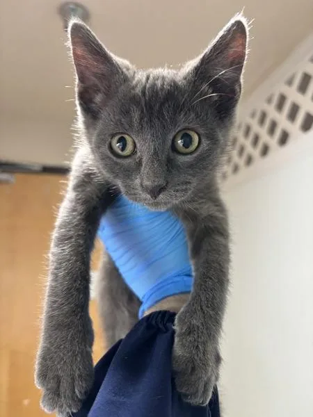 A baby small-sized male Domestic Short Hair cat named Pixie Stix for adoption in Sherwood, OR