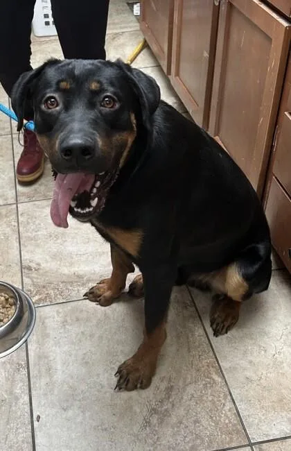 An adult large-sized male Black Mixed Breed dog named Pumpkin for adoption in Cincinnati, OH
