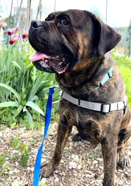An adult large-sized female Mastiff dog named Chi Chi for adoption in Washington, DC