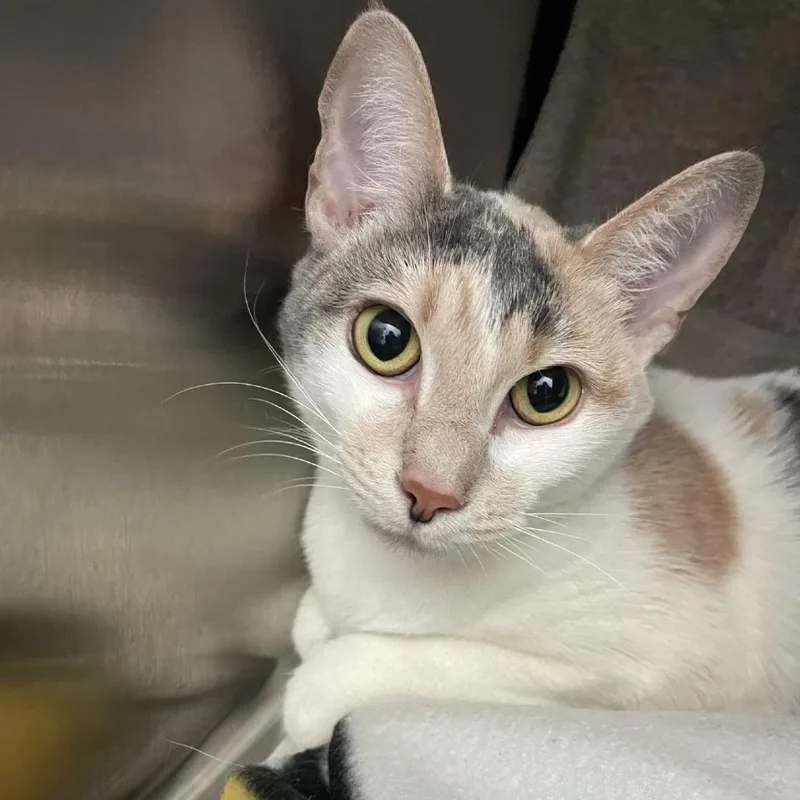 An adult medium-sized female Calico Domestic Short Hair cat named Pooky for adoption in Pittsburgh, PA
