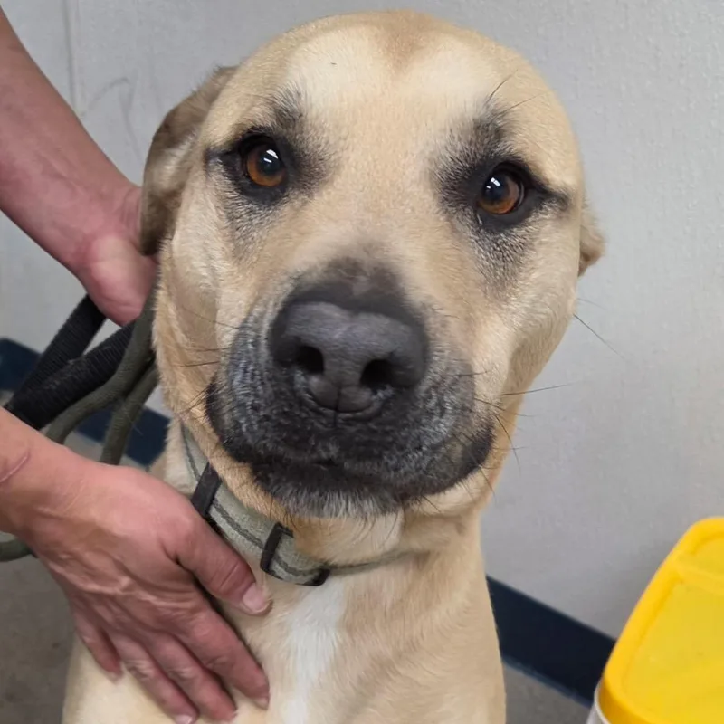 An adult large-sized male Yellow / Tan / Blond / Fawn Mixed Breed dog named Scratch for adoption in Corydon, IN