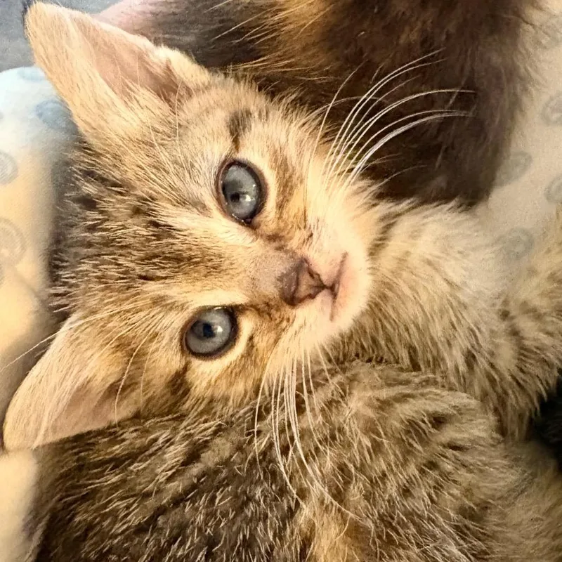 A baby small-sized female Gray / Blue / Silver Domestic Short Hair cat named Amethyst for adoption in Alexandria, VA