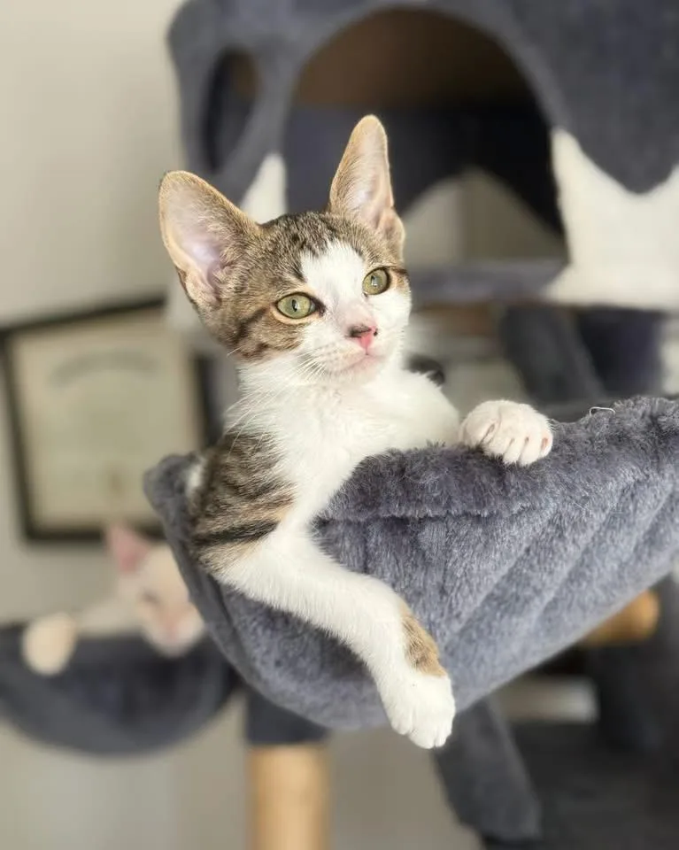 A baby medium-sized male Tabby (Brown / Chocolate) Domestic Short Hair cat named Molly for adoption in Aberdeen, NC