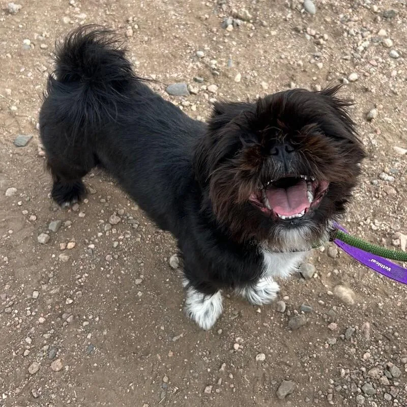 Mermista thumbnail 2