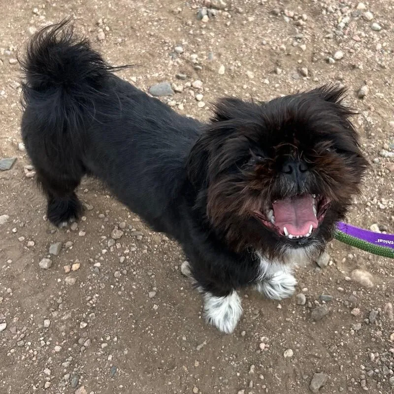 Mermista thumbnail 3