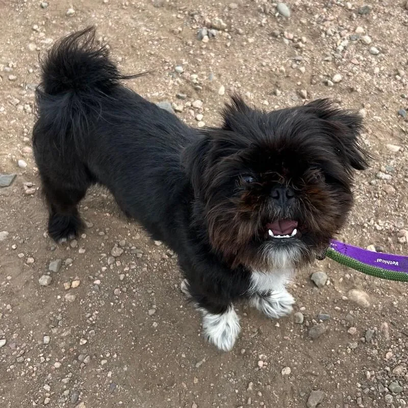 Mermista thumbnail 4