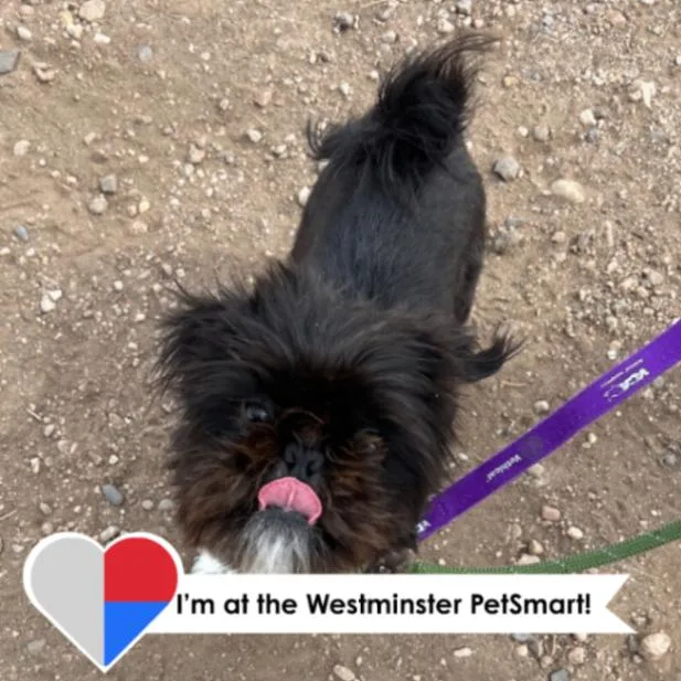 Mermista thumbnail 5