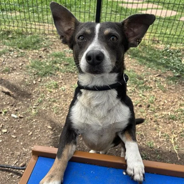 An adult medium-sized male Terrier dog named Patton for adoption in San Antonio, TX