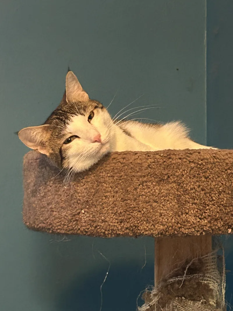 Lala & Dipsy thumbnail 2