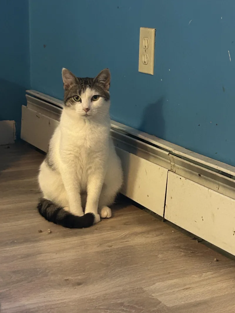 Lala & Dipsy thumbnail 4