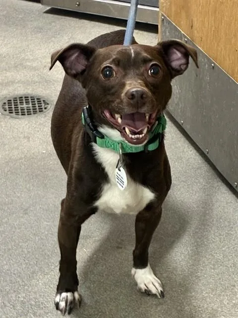 An adult small-sized male Chihuahua dog named Bruno for adoption in Upper Marlboro, MD