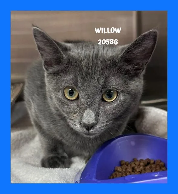A young small-sized female Gray / Blue / Silver Domestic Short Hair cat named Willow for adoption in Marietta, GA