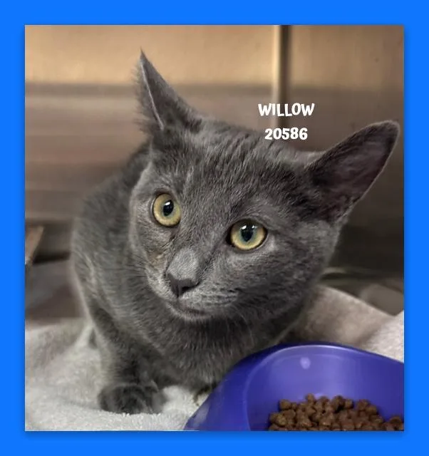Willow thumbnail 4