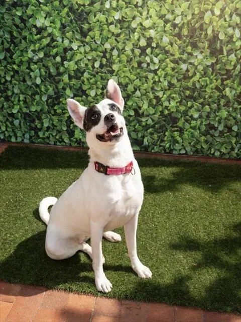 Nova
