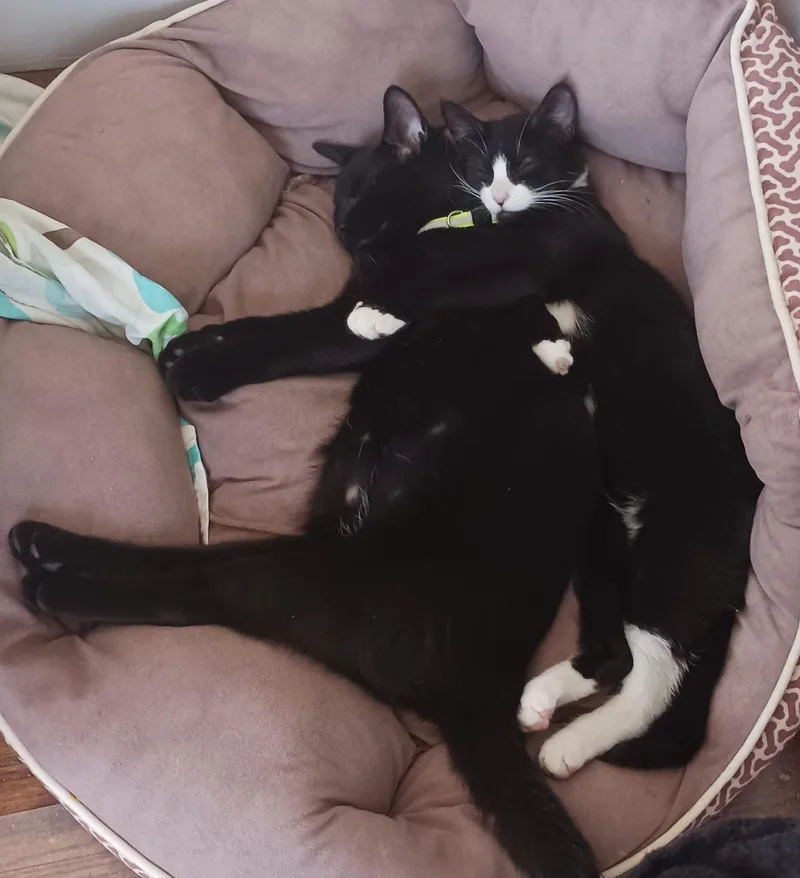 A baby medium-sized male Black Tuxedo cat named Apple Strudel And Nike for adoption in New York, NY