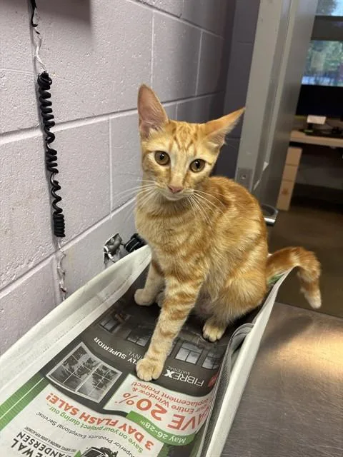 A young medium-sized female Domestic Short Hair cat named Amethyst for adoption in Jacksonville, FL