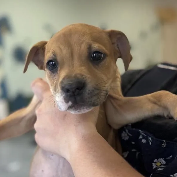 A baby small-sized female Yellow / Tan / Blond / Fawn Mixed Breed dog named Silky for adoption in Springboro, OH