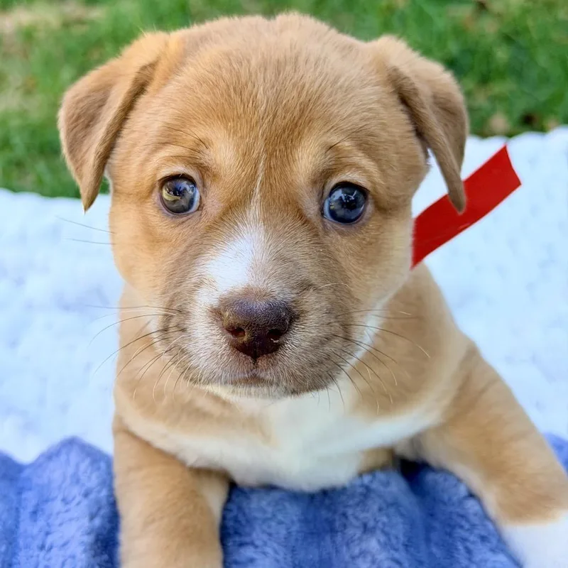 A baby medium-sized female Brown / Chocolate Mixed Breed dog named Bess for adoption in Huntsville, AL