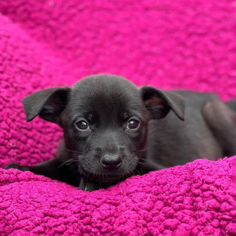 A baby large-sized male Labrador Retriever dog named Windy Pup  Gusty for adoption in San Diego, CA