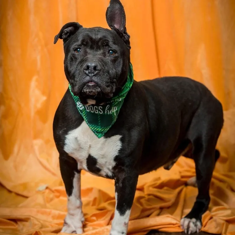 A senior large-sized male Black Terrier dog named Sushi for adoption in Mooresville, NC