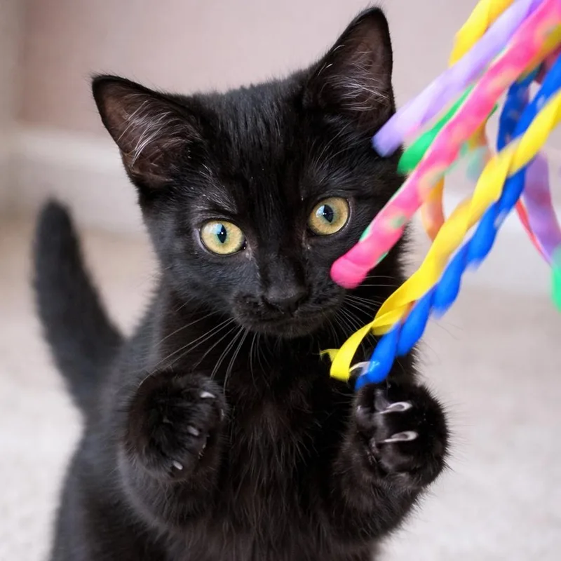 A baby small-sized female Black Domestic Short Hair cat named Panther for adoption in Liverpool, TX