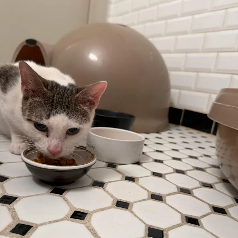 An adult medium-sized female White Domestic Short Hair cat named Bonny for adoption in Middle Village, NY