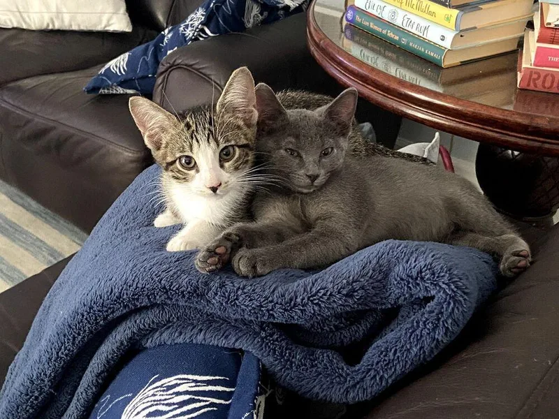 A baby small-sized female Gray / Blue / Silver Russian Blue cat named Iris for adoption in Wellington, FL