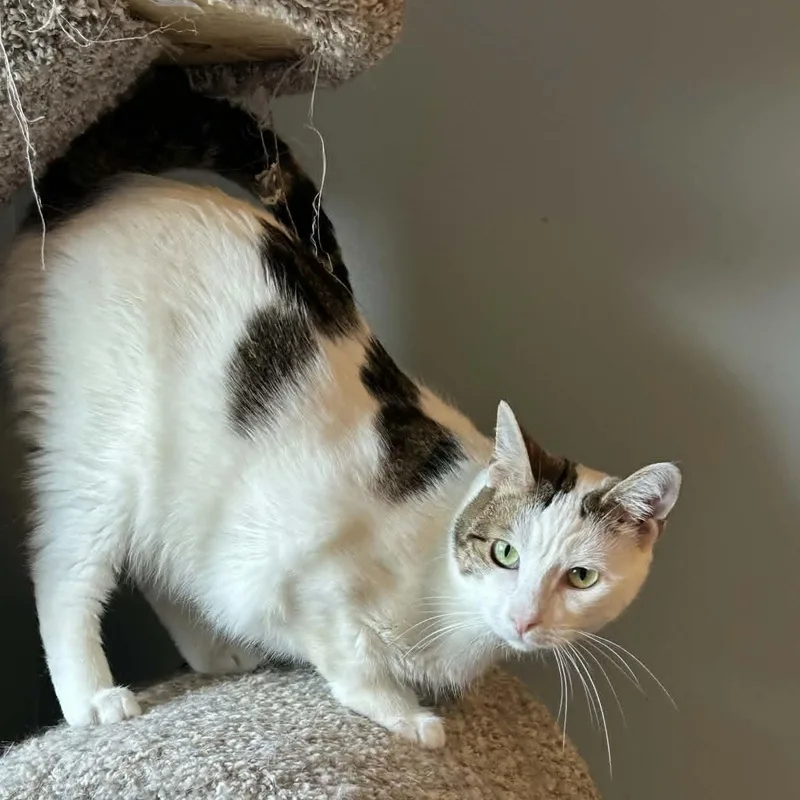 A young medium-sized female Tabby (Brown / Chocolate) Extra-Toes Cat / Hemingway Polydactyl cat named Beth Polydactyl Charm for adoption in Rochester, NY