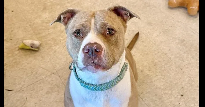 Nova Noodle thumbnail 3