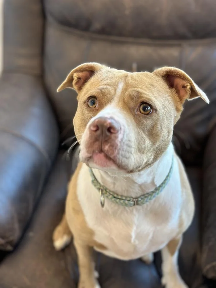 Nova Noodle thumbnail 6