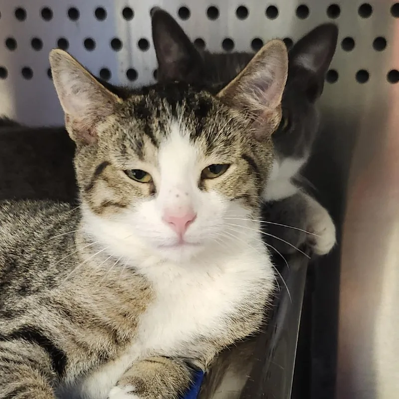 A baby small-sized male Domestic Short Hair cat named Zeke for adoption in Columbia Station, OH