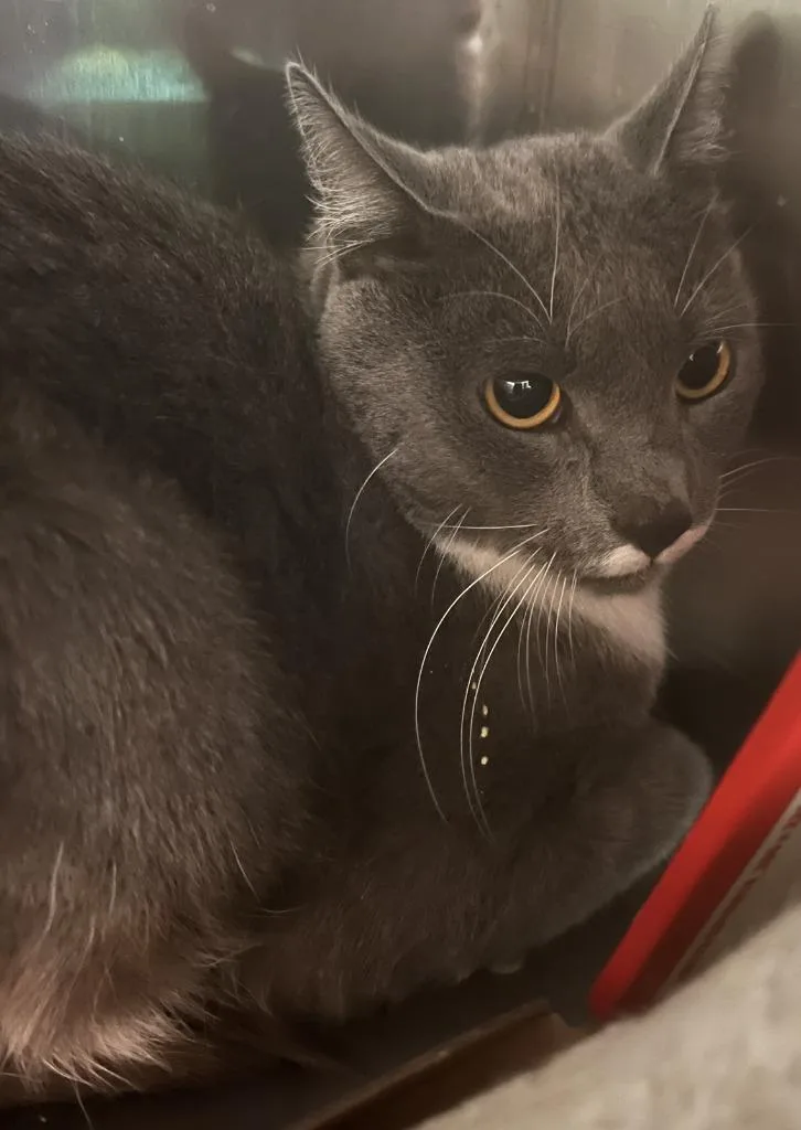 An adult medium-sized male Domestic Short Hair cat named Aussie for adoption in Windsor, CT