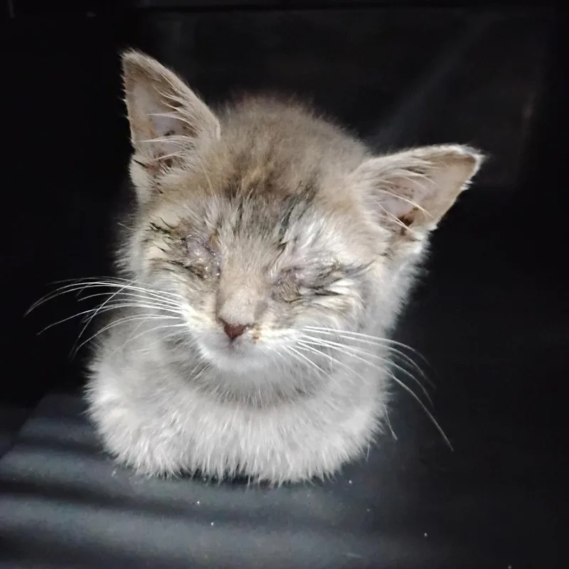 A young small-sized female Gray / Blue / Silver Domestic Short Hair cat named Bisbee for adoption in Summerville, SC