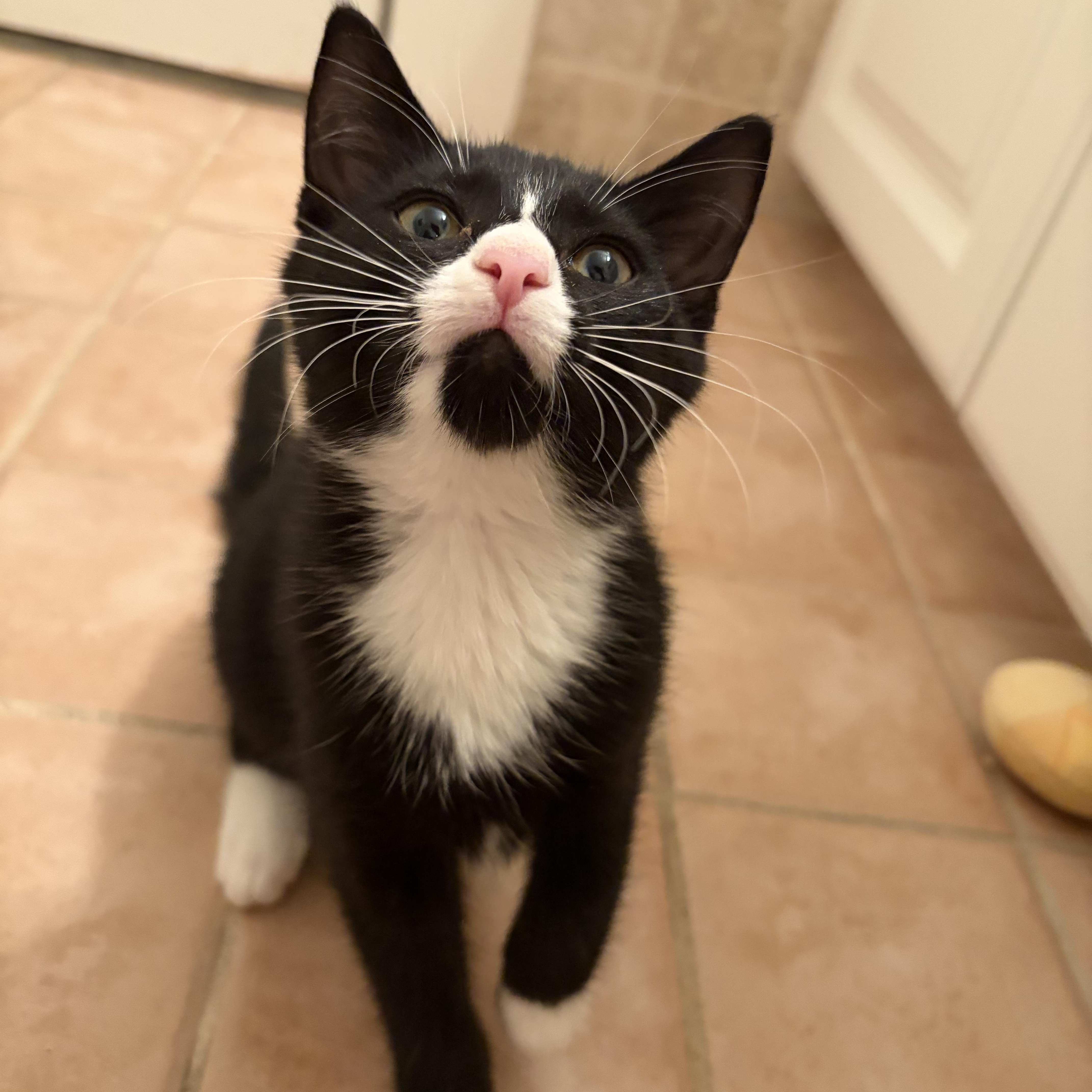 A baby medium-sized female Black & White / Tuxedo Tuxedo cat named Cupcake for adoption in Medford, MA