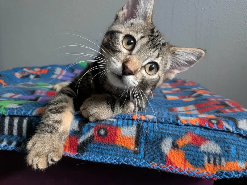 A baby medium-sized male Tabby (Brown / Chocolate) Domestic Short Hair cat named Hammond for adoption in Sioux Falls, SD