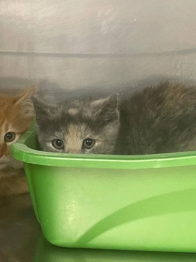 A baby small-sized female Domestic Short Hair cat named Margerie for adoption in Blountville, TN
