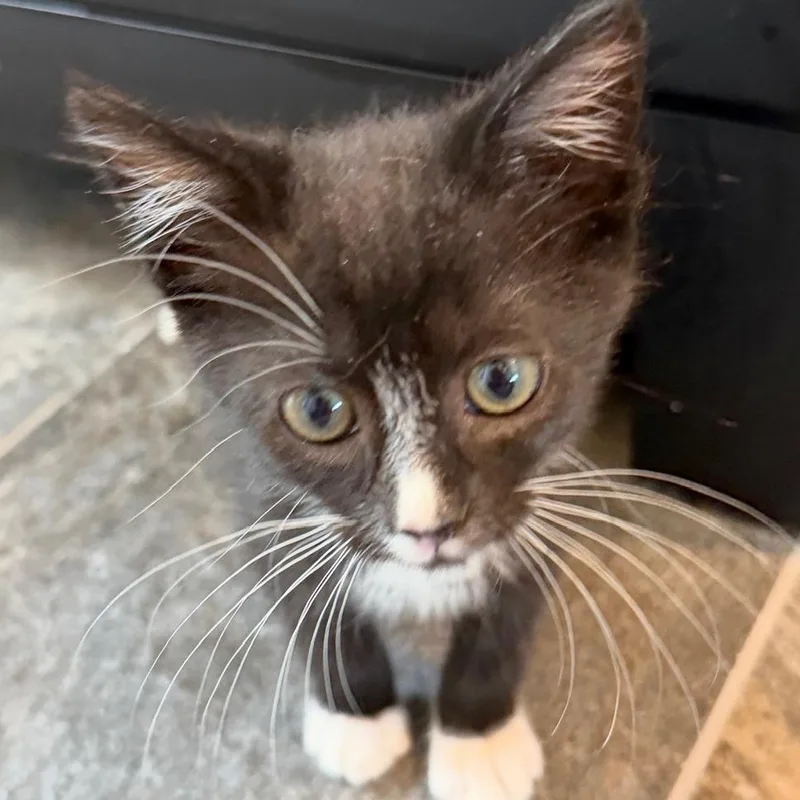 A baby small-sized male Domestic Short Hair cat named Alfie for adoption in Cumming, GA