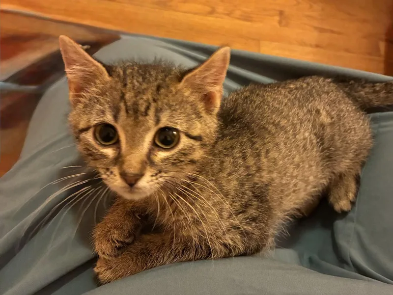 A baby medium-sized female Domestic Short Hair cat named Joan for adoption in Shawnee, KS
