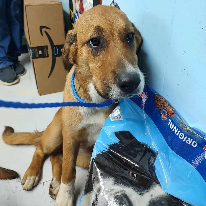 A young medium-sized female Red / Chestnut / Orange Mixed Breed dog named Ana D for adoption in Corsicana, TX