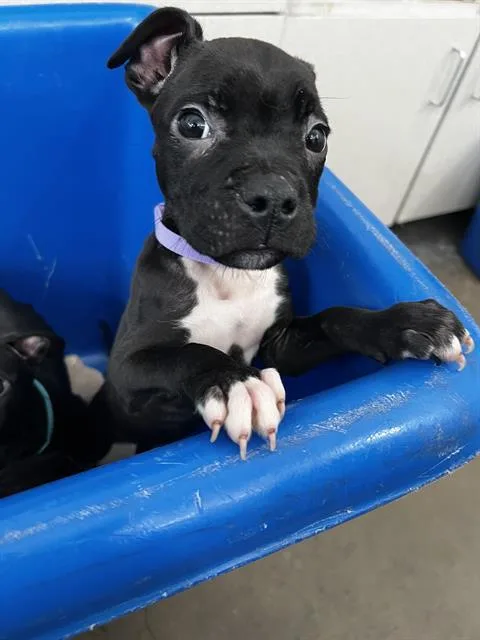 A baby medium-sized female Mixed Breed dog named Bean for adoption in Dallas, TX
