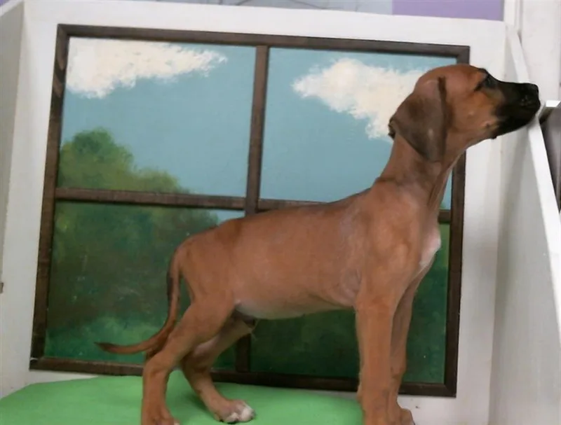 A baby small-sized male Staffordshire Bull Terrier dog named A for adoption in Houston, TX