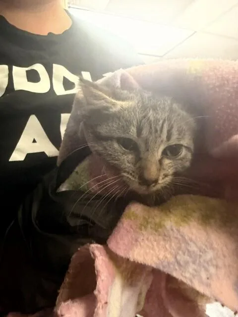 A young small-sized female Domestic Short Hair cat named February for adoption in Cincinnati, OH