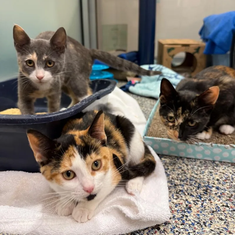 A baby small-sized female Brown / Chocolate Domestic Short Hair cat named Swiss Miss for adoption in Fairport, NY