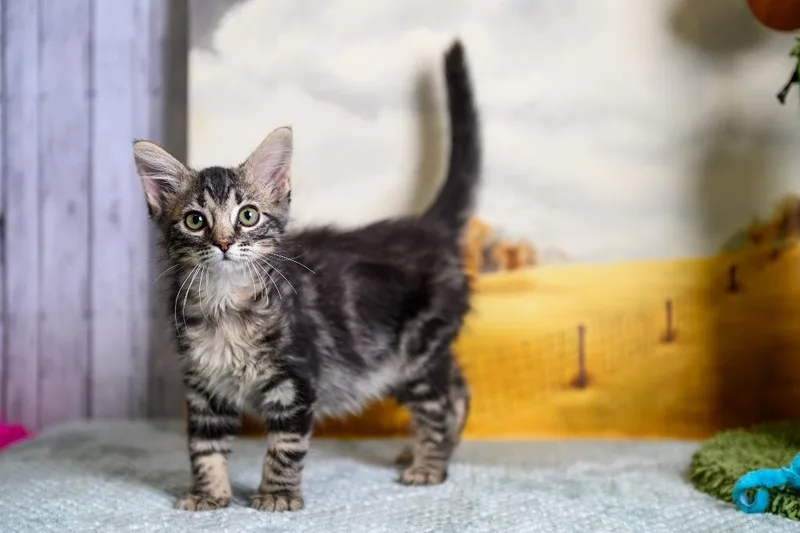 A baby small-sized male Domestic Medium Hair cat named Engel for adoption in Roanoke, TX