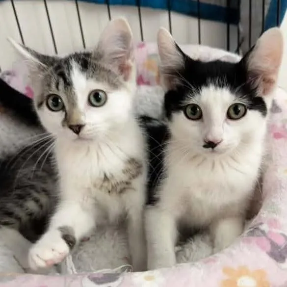A baby medium-sized male Domestic Short Hair cat named Perry Conover for adoption in Eagle Mountain, UT