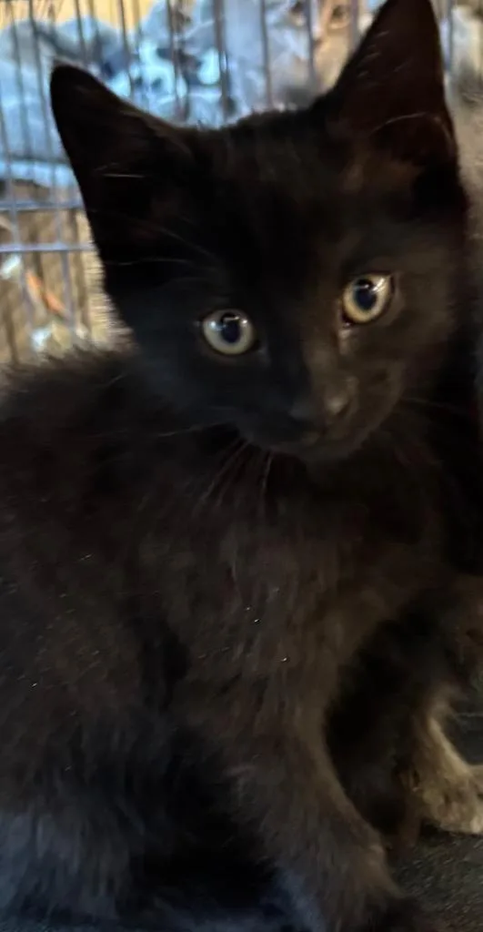 A baby small-sized female Domestic Short Hair cat named Fern for adoption in Elizabethton, TN