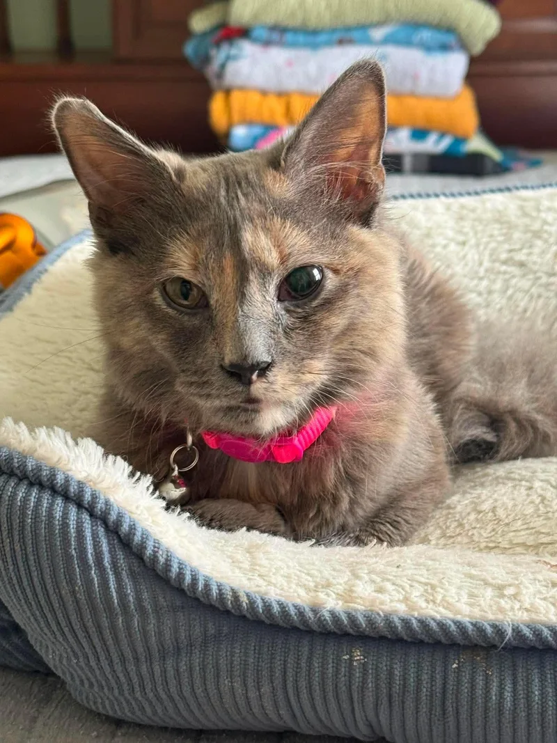 A young medium-sized female Dilute Tortoiseshell Domestic Medium Hair cat named Mozilla for adoption in Manchester, MD