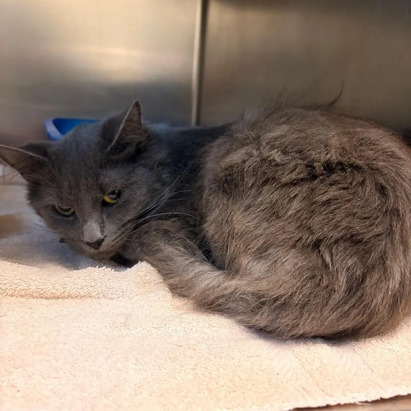 An adult medium-sized female Gray / Blue / Silver Domestic Medium Hair cat named Velma for adoption in Bristol, IN