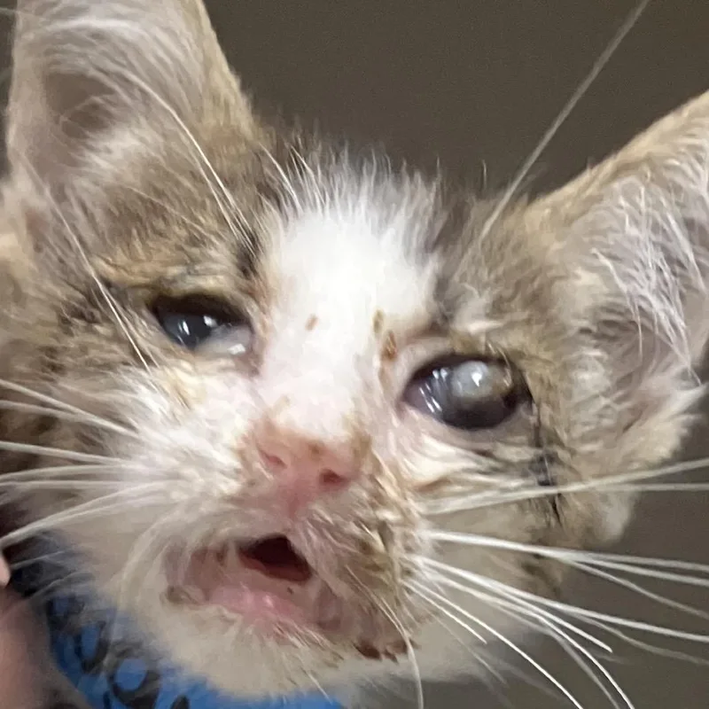 A baby small-sized male Domestic Short Hair cat named Oogie Boogie for adoption in Yuma, AZ